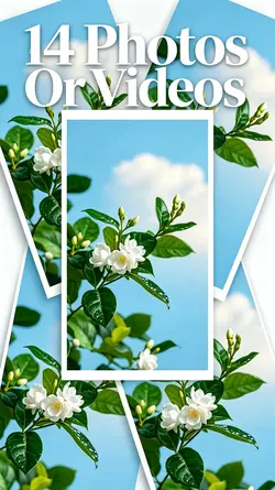 14 Photo Slides