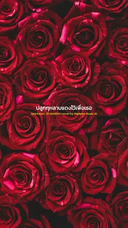 กุหลาบแดง MadeawMusic