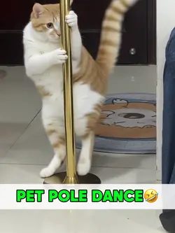 Pet Pole Dance