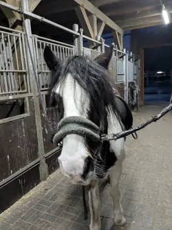 horse