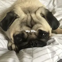 Pug