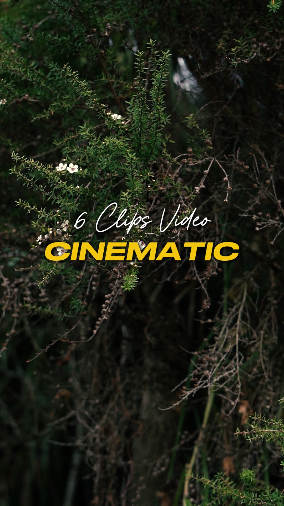 Kino 6 Video