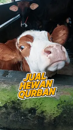 jual hewan qurban
