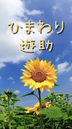 ひまわり
遊助