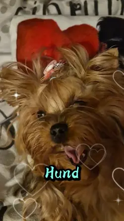 Hund unser..