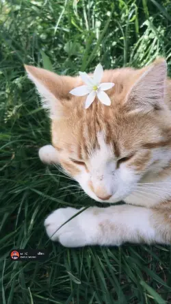🍃💗