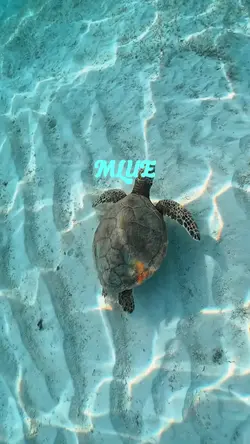 Mlue or blue