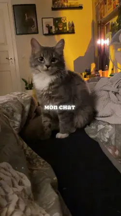 Mon chat
