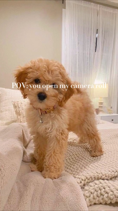 Dog lover ❤️