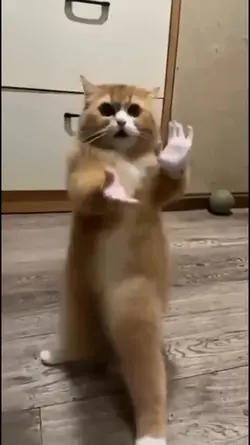 Kungfu Cat