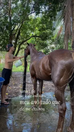 cavalo em gado