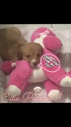 Peanut the Dog!🐶