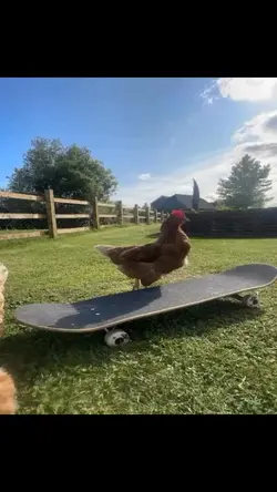 chicken