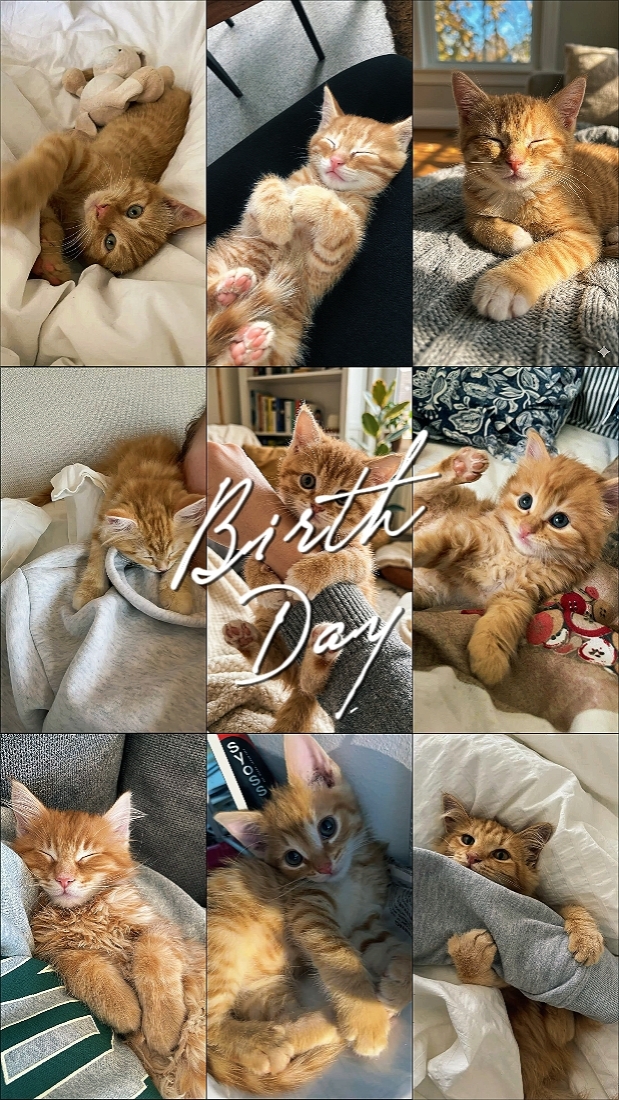 Geburtstag Katze