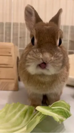 うさぎのもものお食事