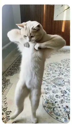 dancing cat