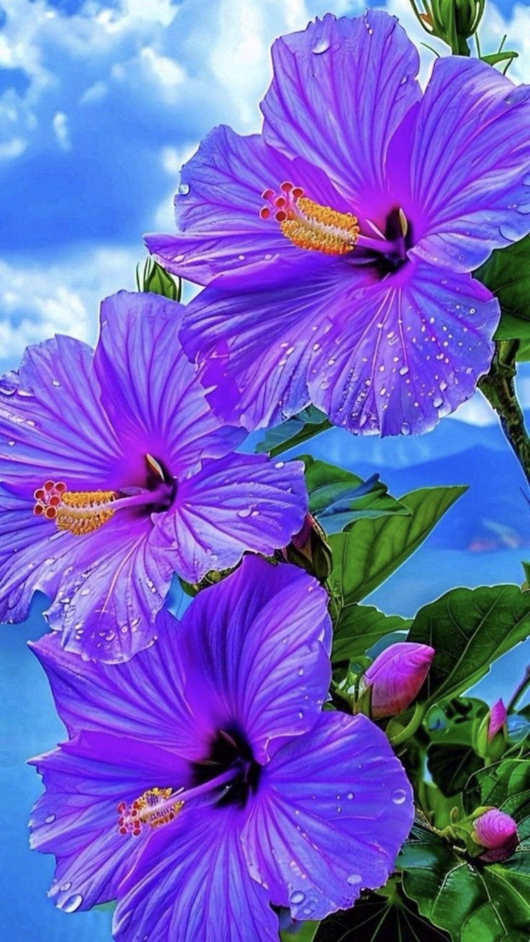 Novo modelo de flor 