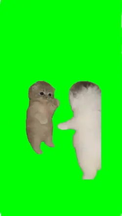 dancing cat couple 