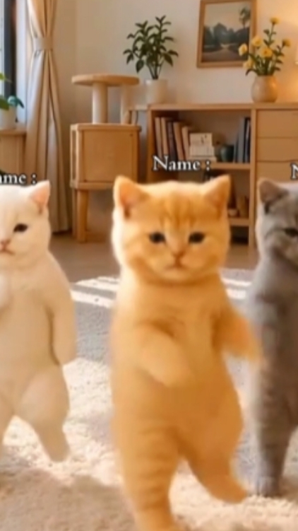 Dance Funny Cat
