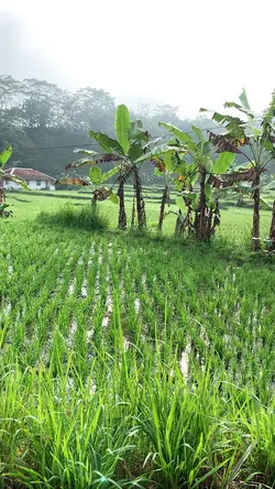 Pemandangan Pedesaan