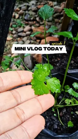 Mini Vlog