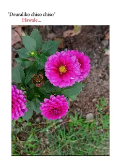 deurali ko chiso....