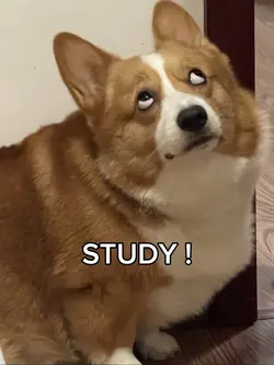 Study?