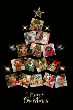 Jingle bells 