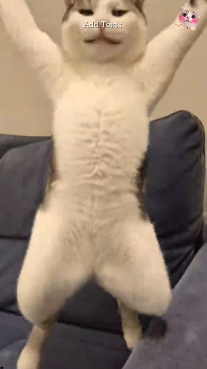 귀여운 고양이