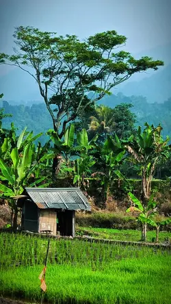 cinematic sawah
