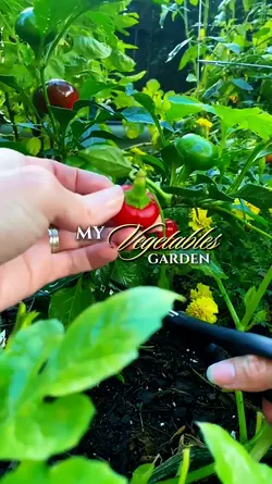 garden vegetables