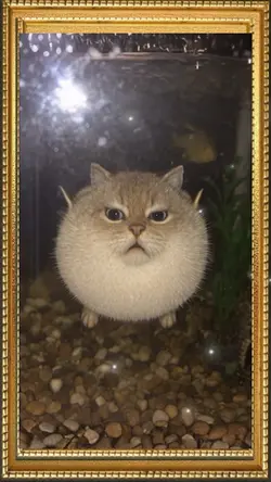 Puffer cat fish