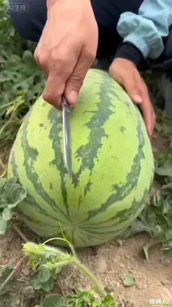 mẫu bổ trái dưa 