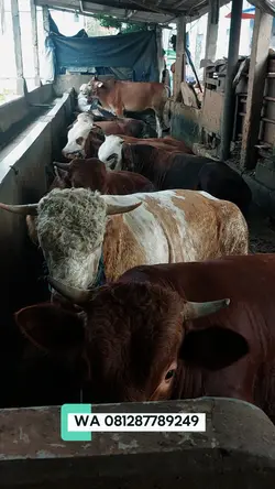 jual hewan qurban