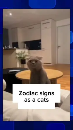 Zodiac sign as a Cat