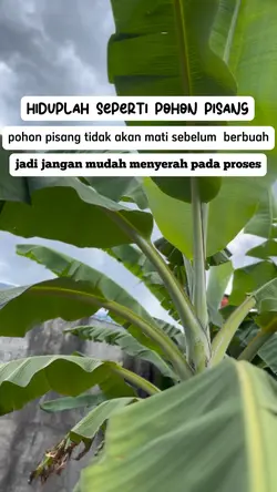 Filosofi PohonPisang