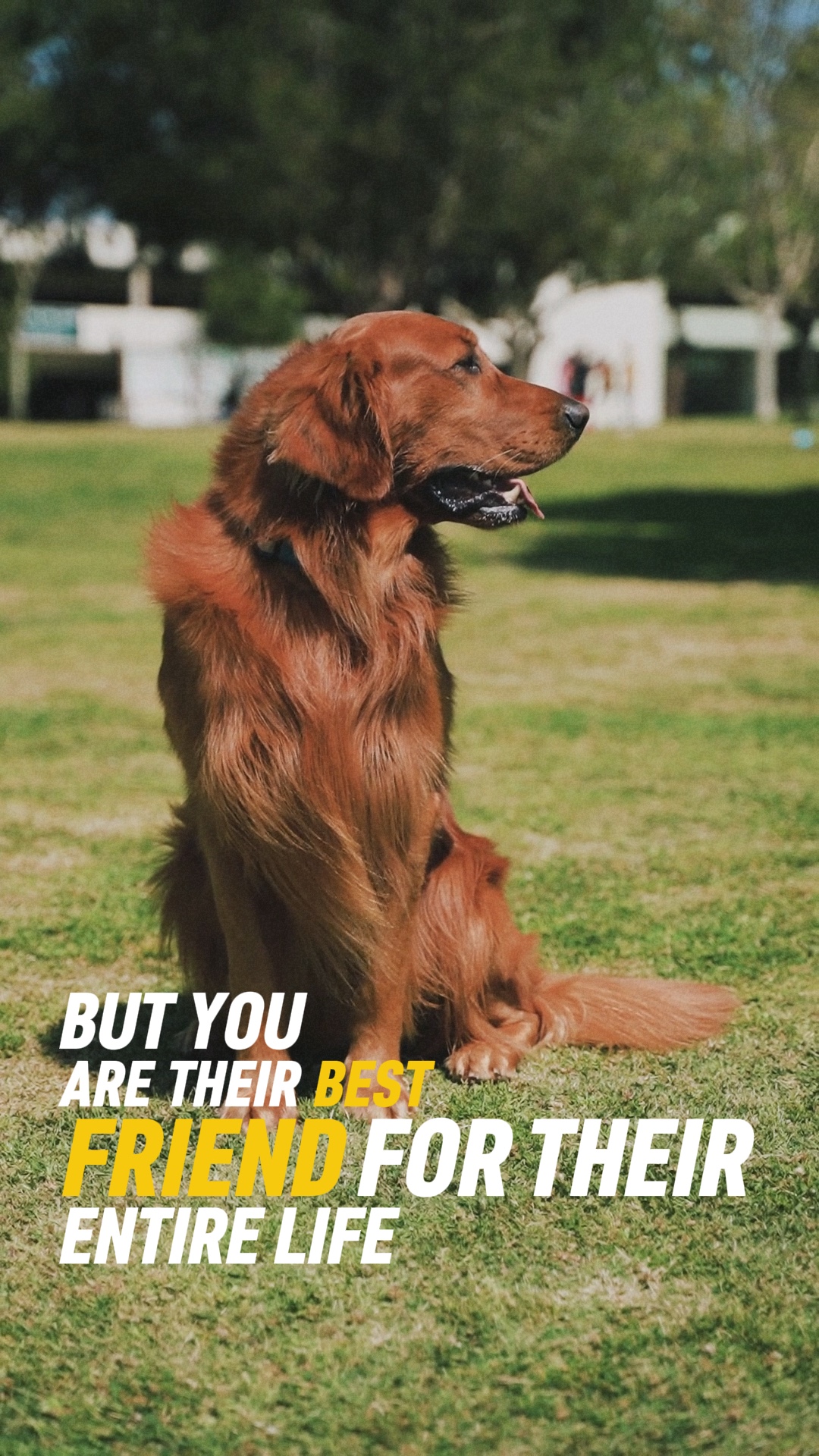 MELHOR AMIGO PELUDO