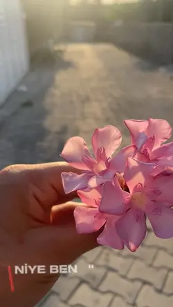Yeni şablon