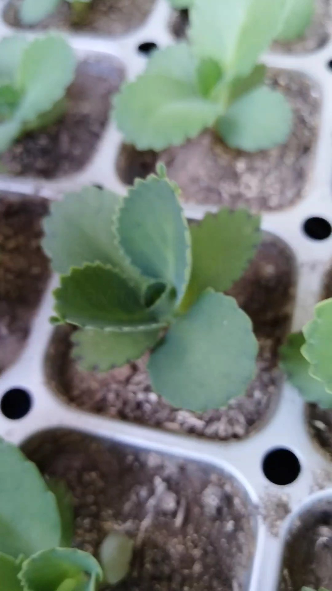 Plantas para bebés
