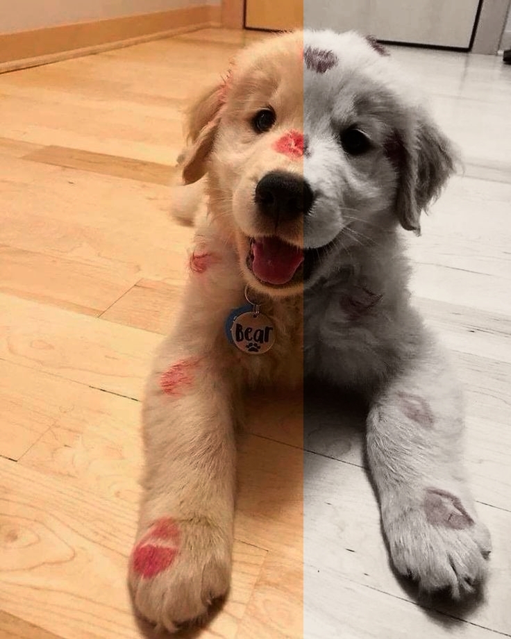 Süßer Hund