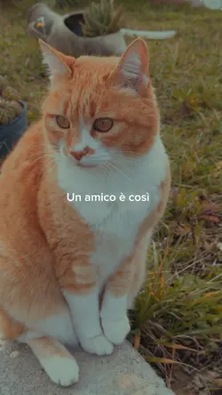 Dedica amico/animale