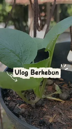 mini Vlog berkebun 