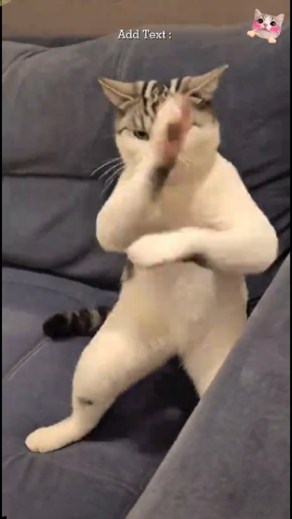 Lindo gato