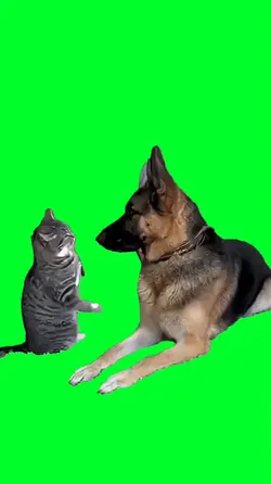 Cat & dog fight