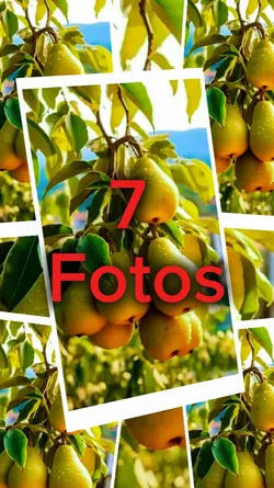 7 Fotos