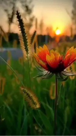 Simple 5 video clips