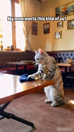 Cat cleaning house