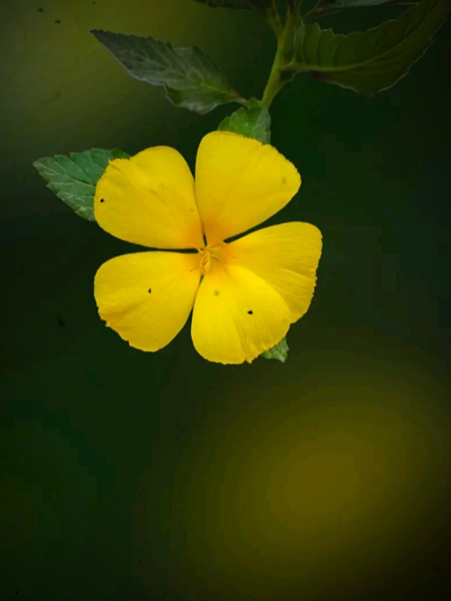 ইসলামিক ভিডিও 