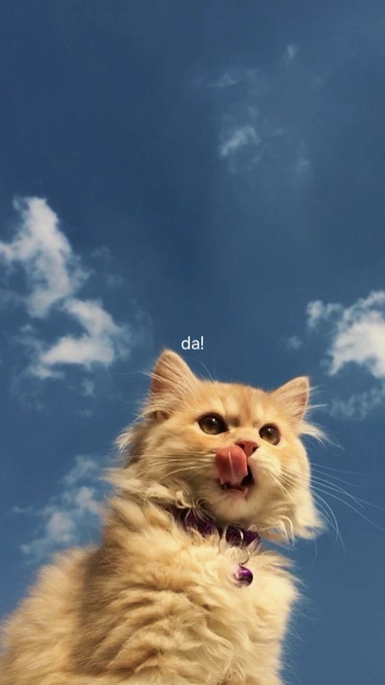 ÄSTHETISCHE KATZEN