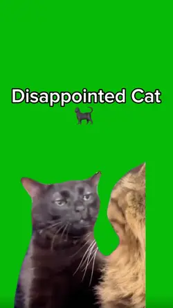 Disappointed Cat 🐈⬛